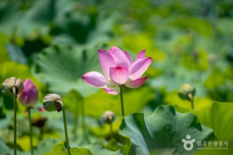 성주_뒷미지수변공원 (1)