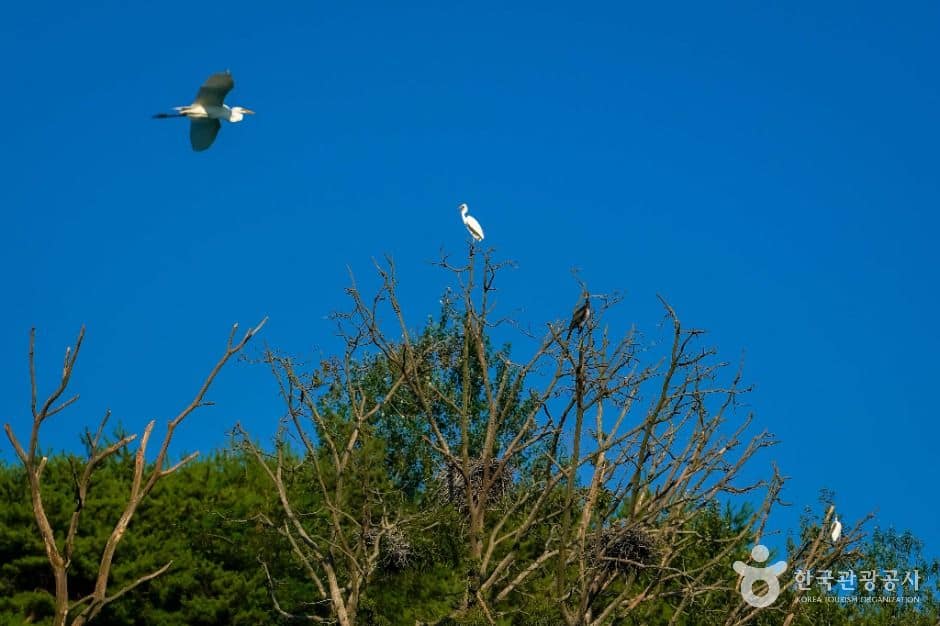 영주_상석리 왜가리(백로) 서식지 (6)