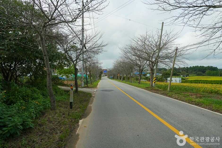 남면 벚꽃길 (9)