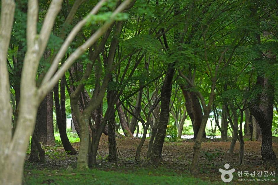 내장산수목원 (6)