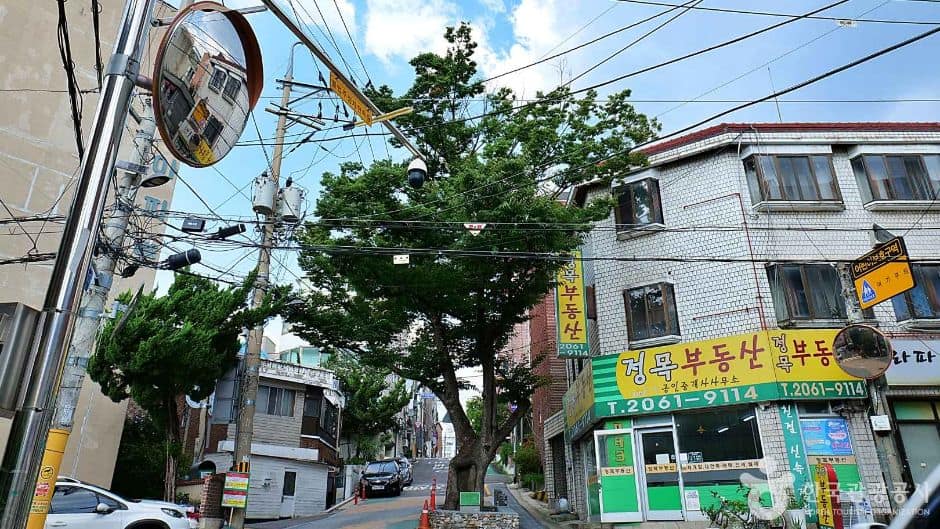 서울_양천_150년 수령 느티나무 (6)