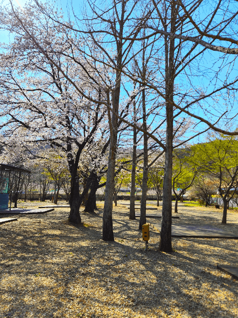 영천_늘푸른체험학교 캠핑장 (1)