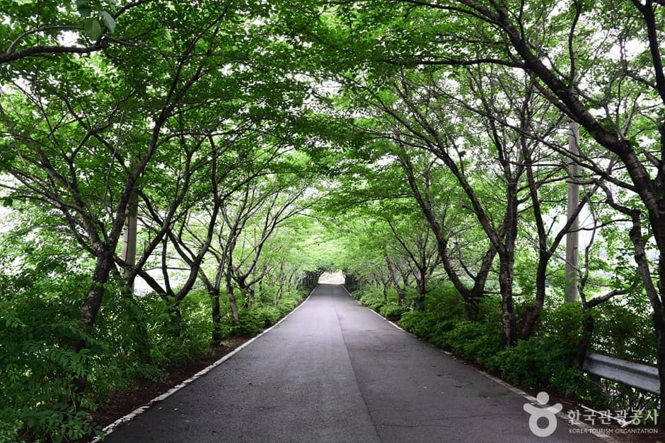 전남_여수_승월마을_벚나무터널1
