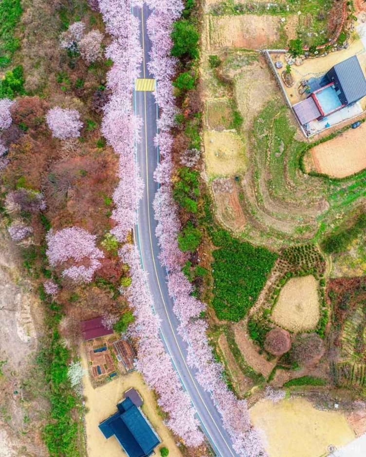 경남_하동_십리벚꽃길 (2)