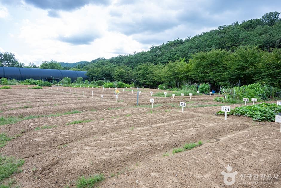 원두막주말농장 (9)