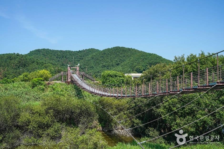 창녕_우포출렁다리 (6)