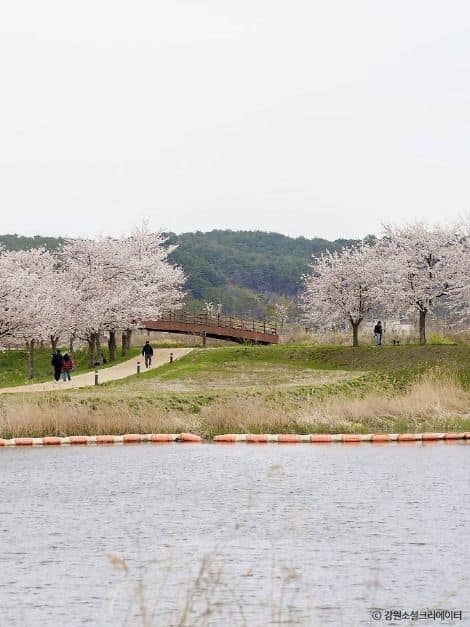강릉_경포생태저류지 (1)