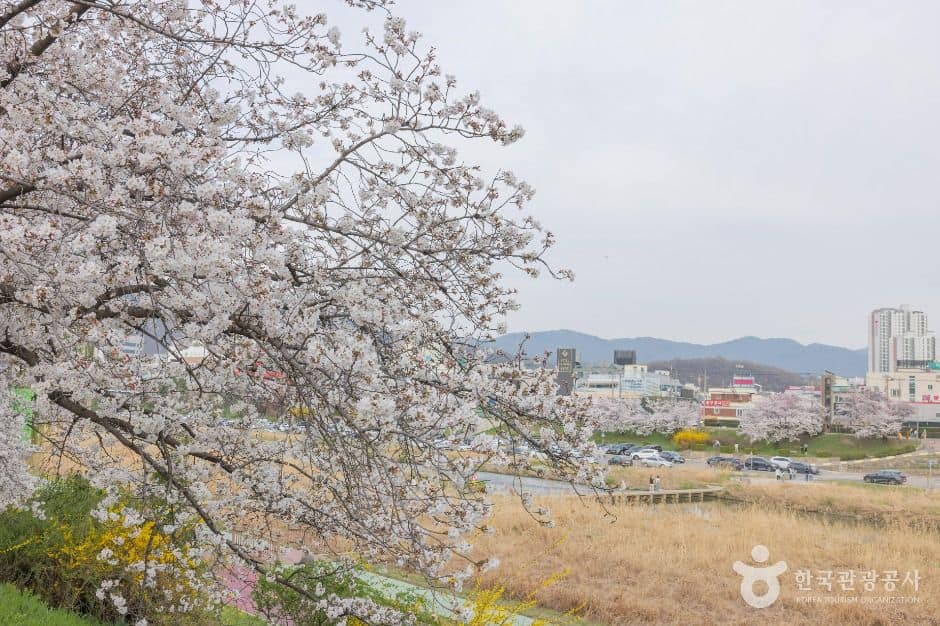 청주_무심천 벚꽃 거리 (1)