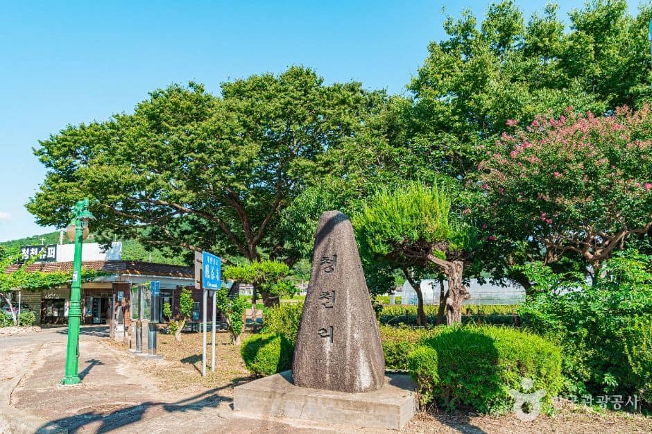무안_무안 청천리 팽나무와 개서어나무 숲 (2)