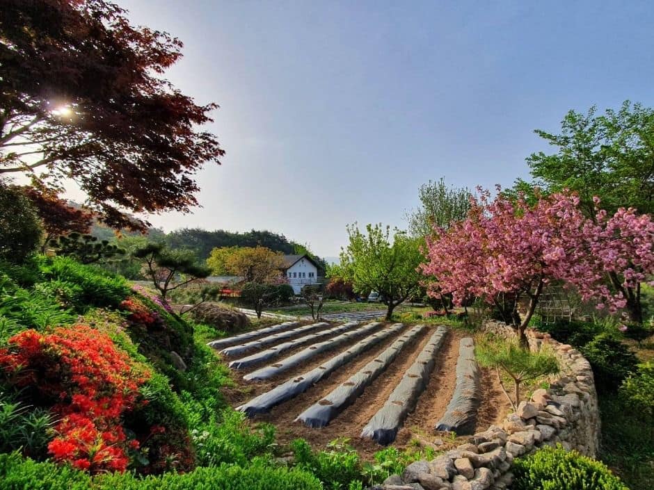문경_문경오미자체험촌 (1)