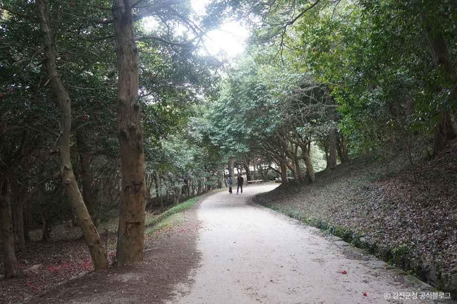 강진_백련사 동백나무 숲 (1).jpg