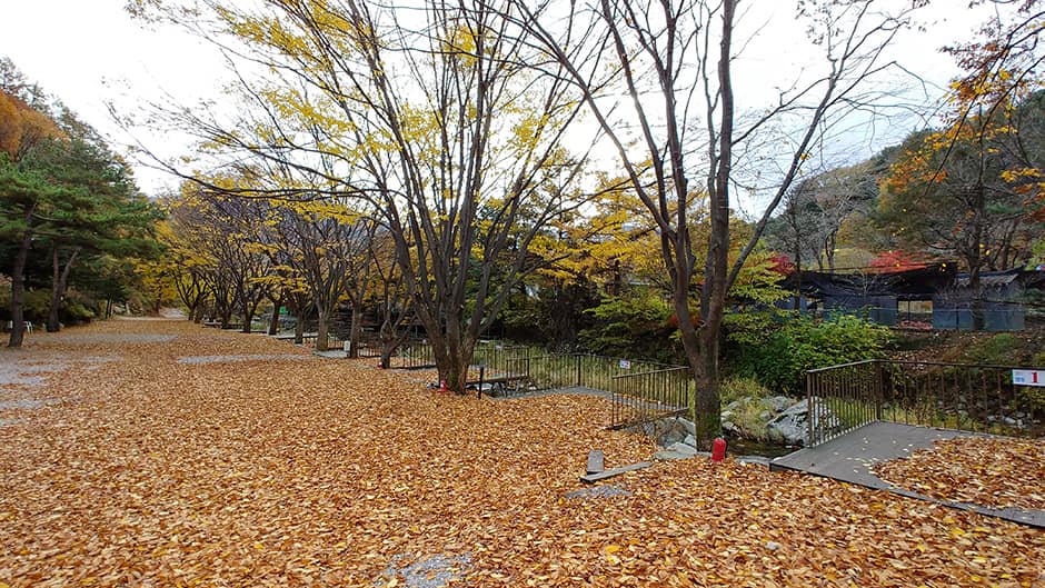 경기도_가평군_오카나간캠핑장_데크2