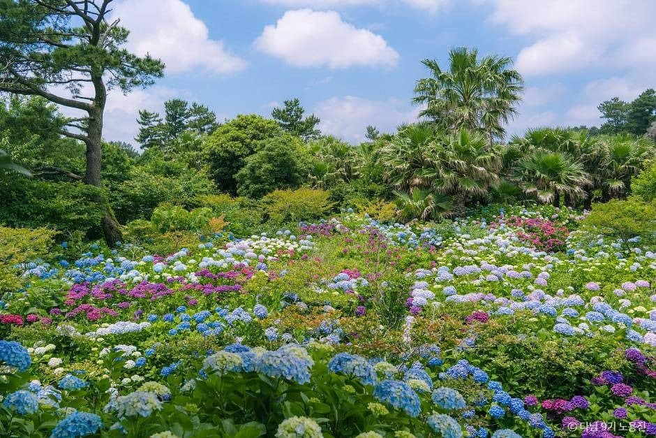 제주 수국 명소 4_현애원_2-8