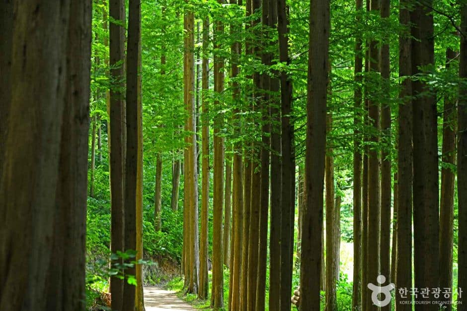 충북_옥천_화인산림욕장 (4)