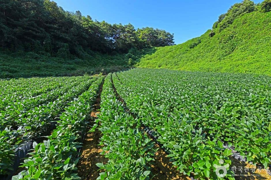 단양_여천리 돌리네군 (1)