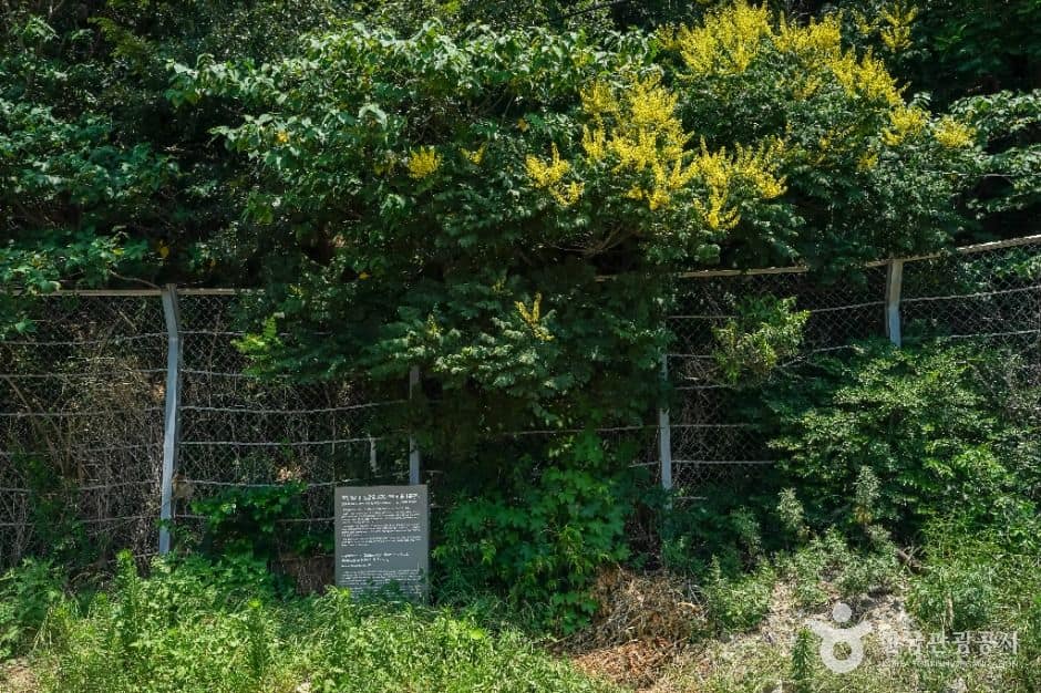 포항_포항 발산리 모감주나무와 병아리꽃나무 군락 (1)