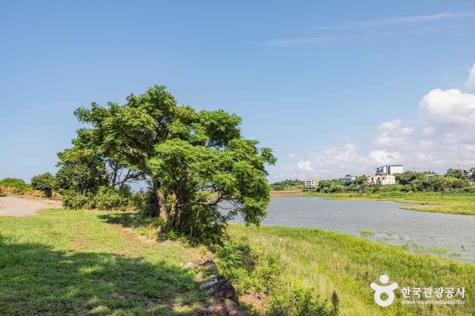 제주_수산저수지 (4).jpg