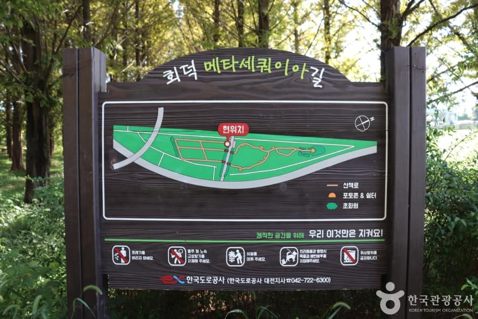 회덕메타세쿼이아길 (1)