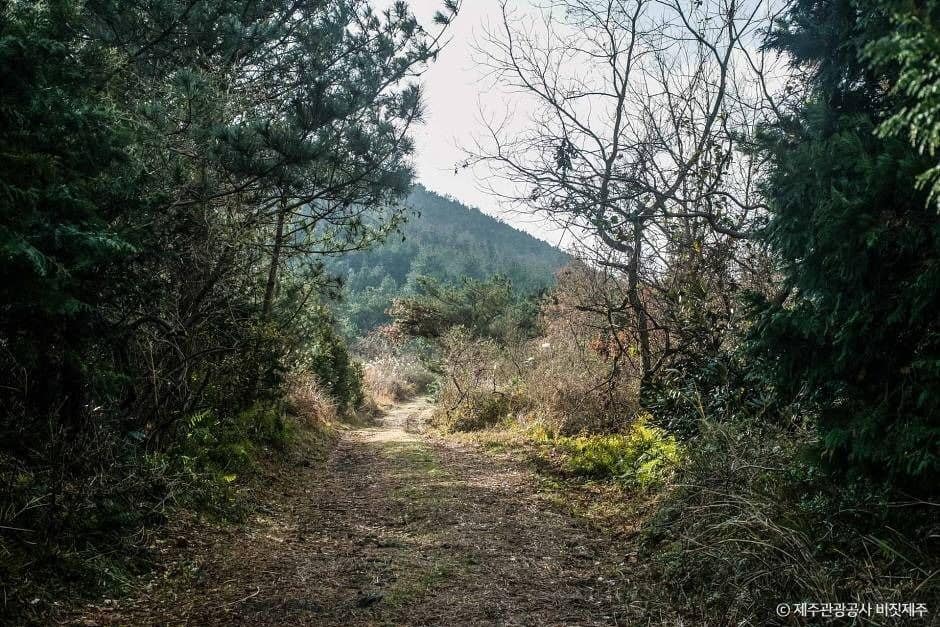 제주_둔지봉 (1)