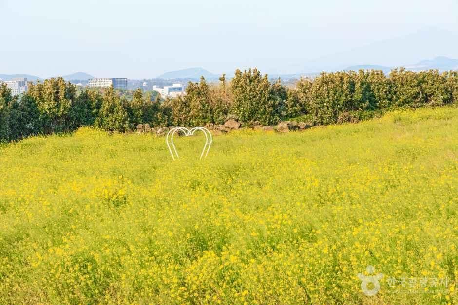서귀포_일출봉유채밭 (6).jpg