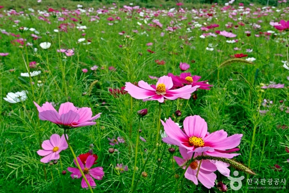 석장리 계절별 꽃단지 (3)