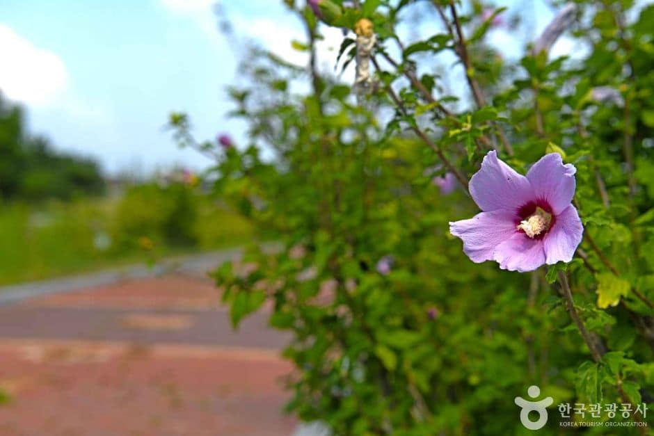 전북_군산_새만금무궁화공원 (7)