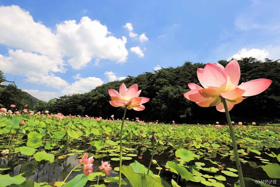 속리산연꽃단지 (1)