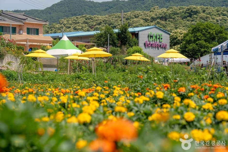 2024 관광두레 7월기사 충남 청양 꽃이 머무는 자리 (찬고을) 7