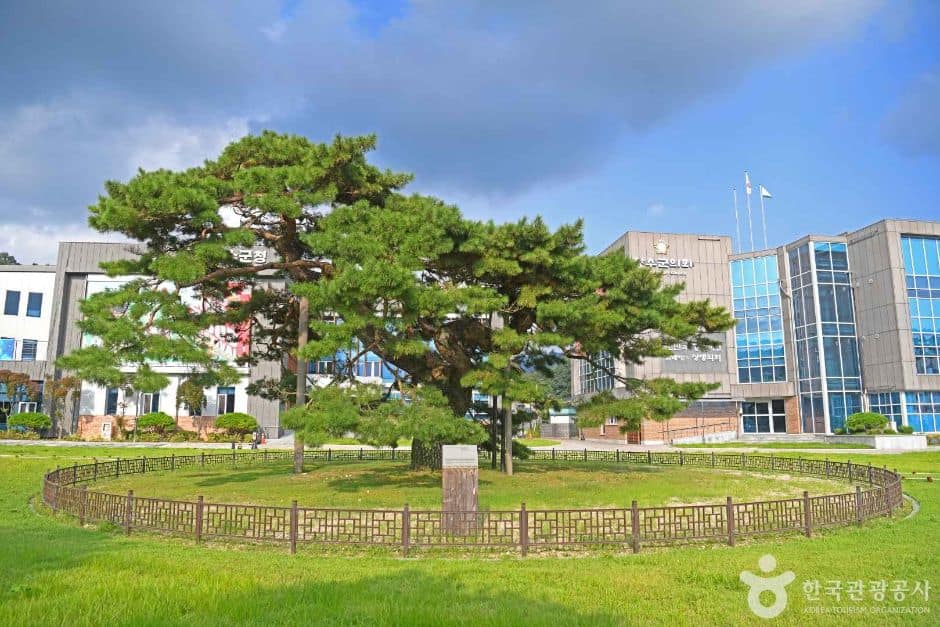 장수 장수리 의암송 (3)