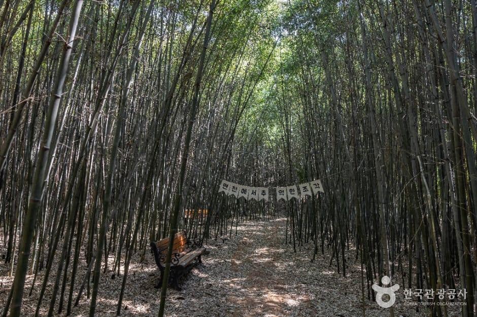 당진_대숲바람길 (5)