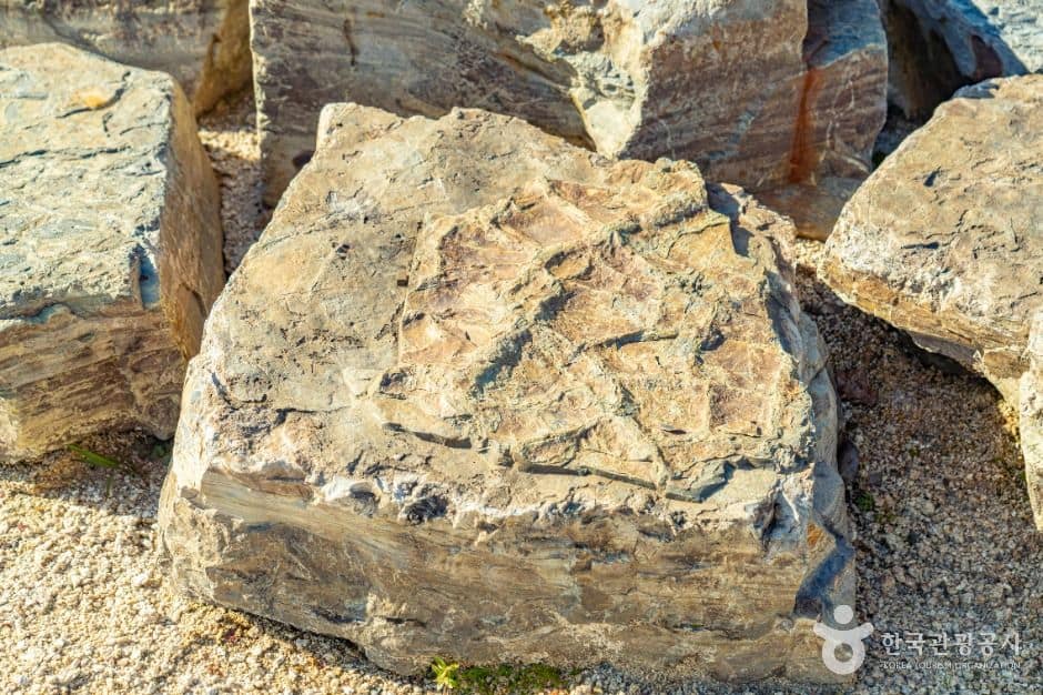 화순_서유리 공룡화석지(무등산권 국가지질공원) (2)