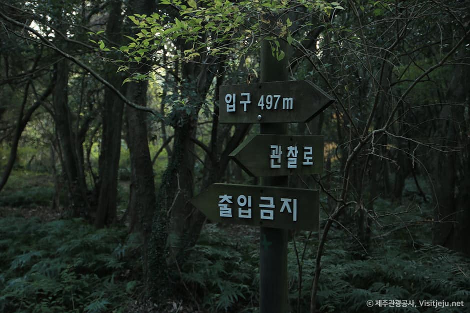 청수곶자왈(1)