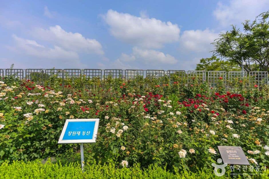 광주_조선대학교 장미원 (2)