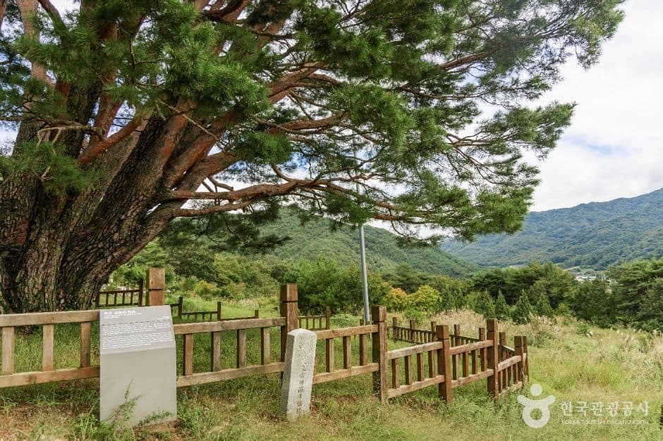 무주_무주 삼공리반송 (2)
