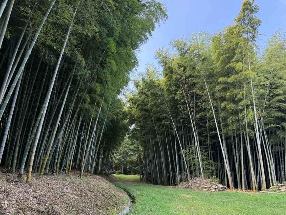 진주_가좌산대나무숲길 (6).jpg
