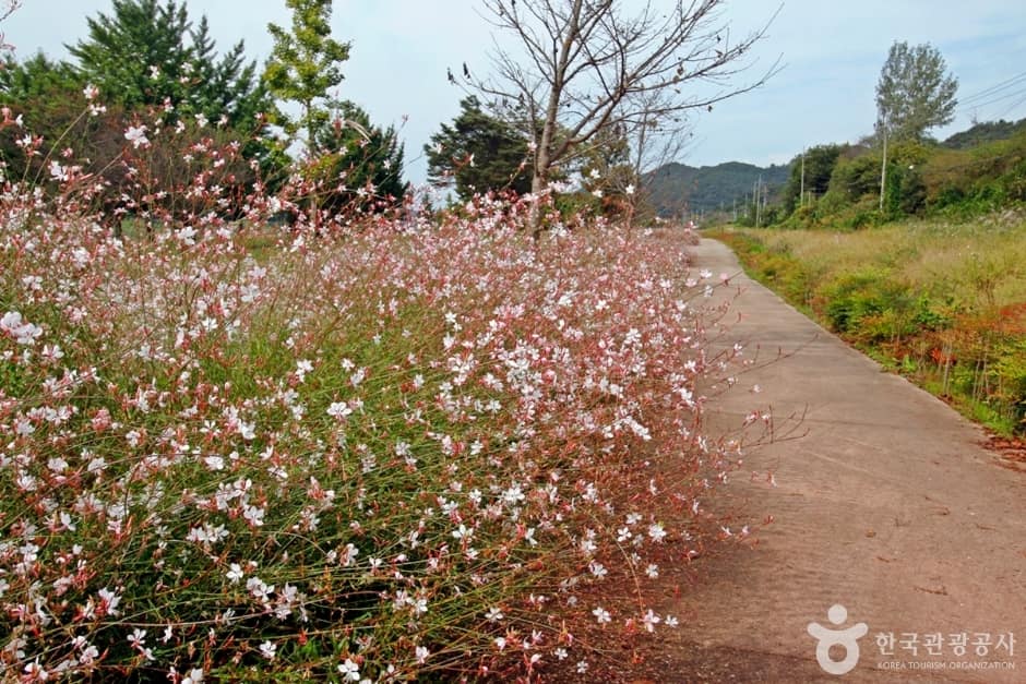 석장리 계절별 꽃단지 (15)