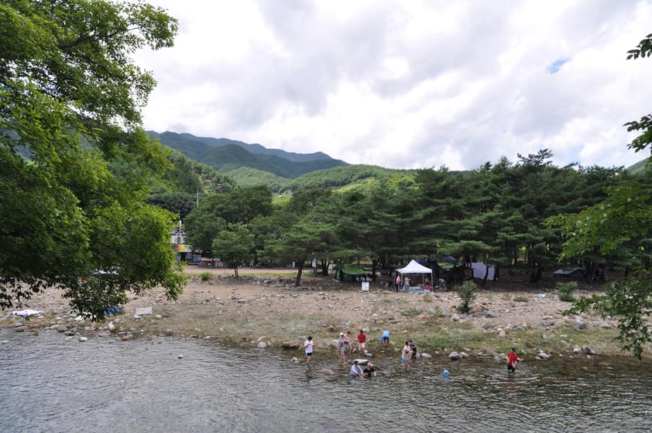 경남_산청군_송정숲_전경 (5)