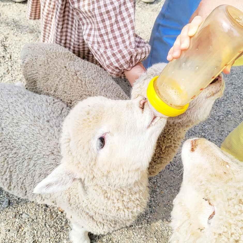 울산_포니랜드 (4).jpg