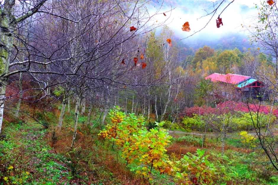 횡성_미술관 자작나무숲 (1).JPG
