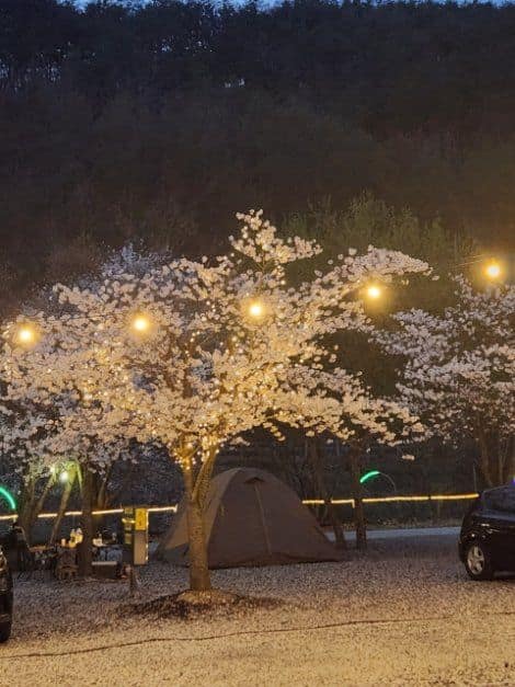 보은_속리산알프스캠핑장 (4).jpg