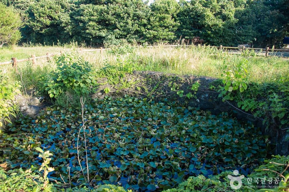 제주_서귀포_신풍리 밭담길(15)