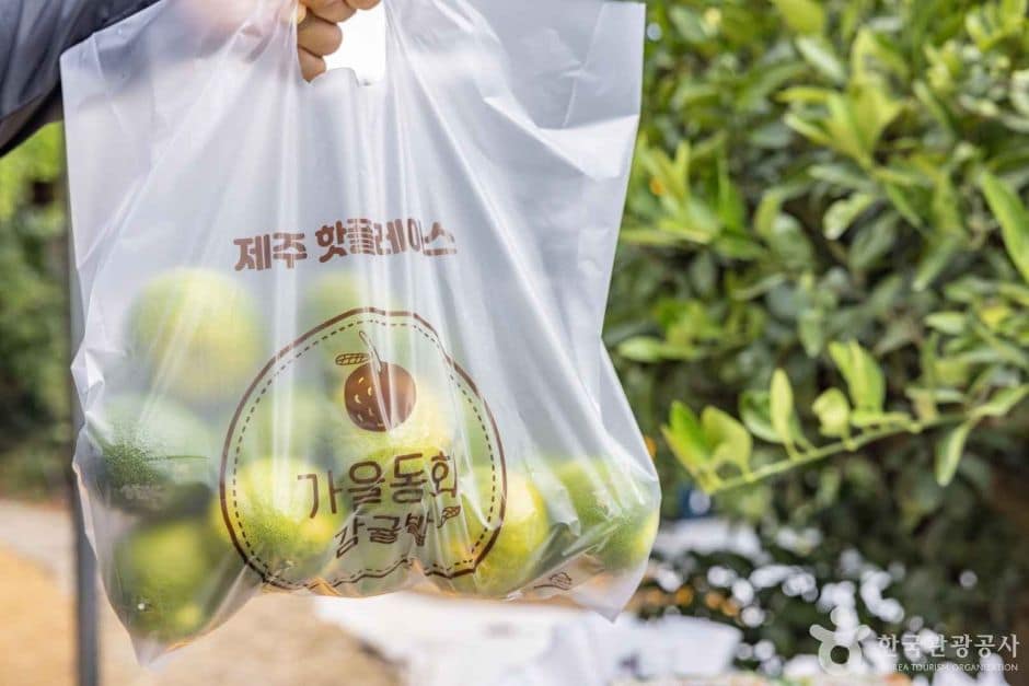 서귀포_가을동화 감귤밭 (3)