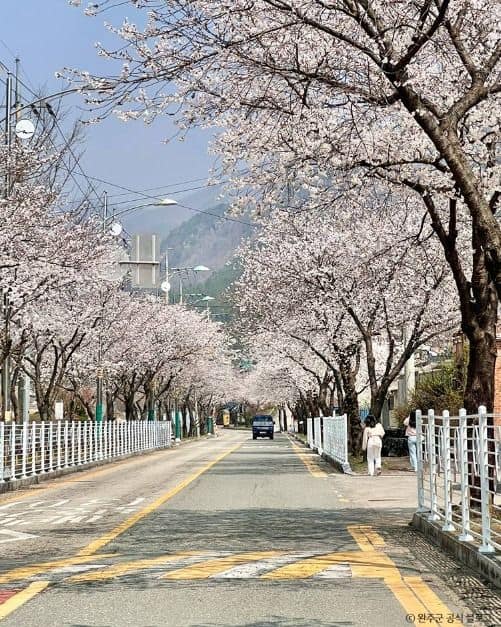 완주_소양벚꽃길 (5)