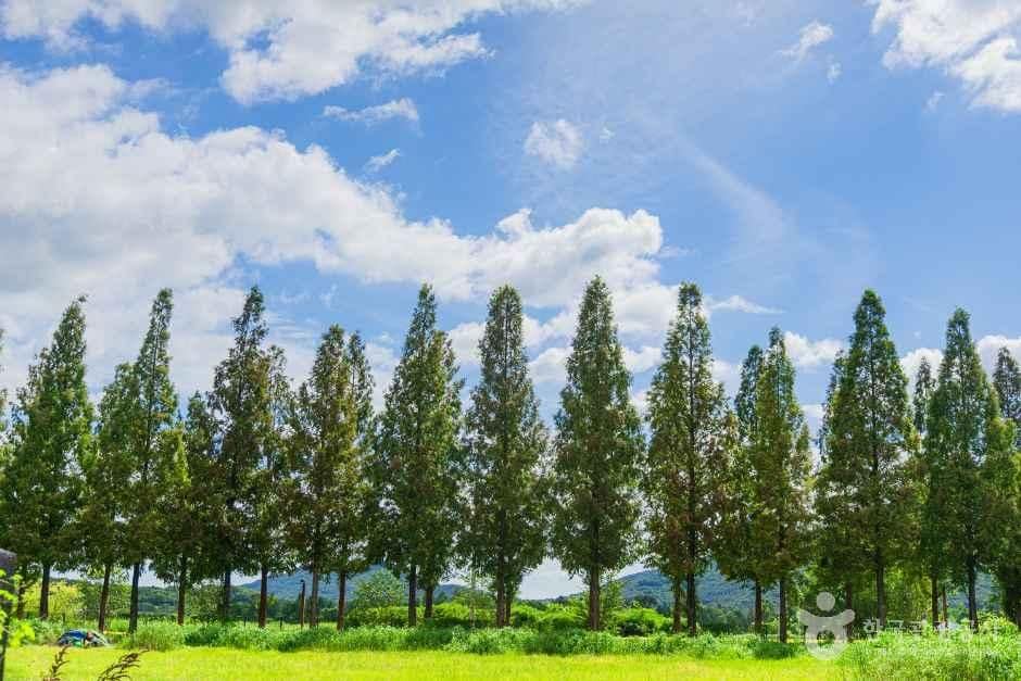 충남_예산_덕산메타세쿼이아길_외부_1.jpg