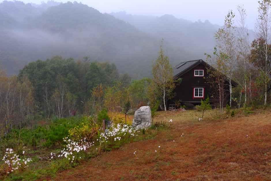 횡성_미술관 자작나무숲 (2).JPG