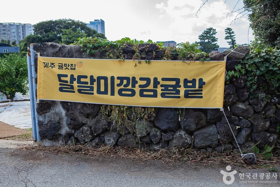 달달미깡감귤밭(1)
