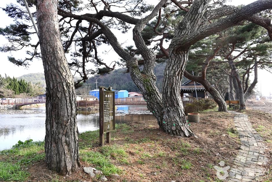전남_함평_원곡제 (2)