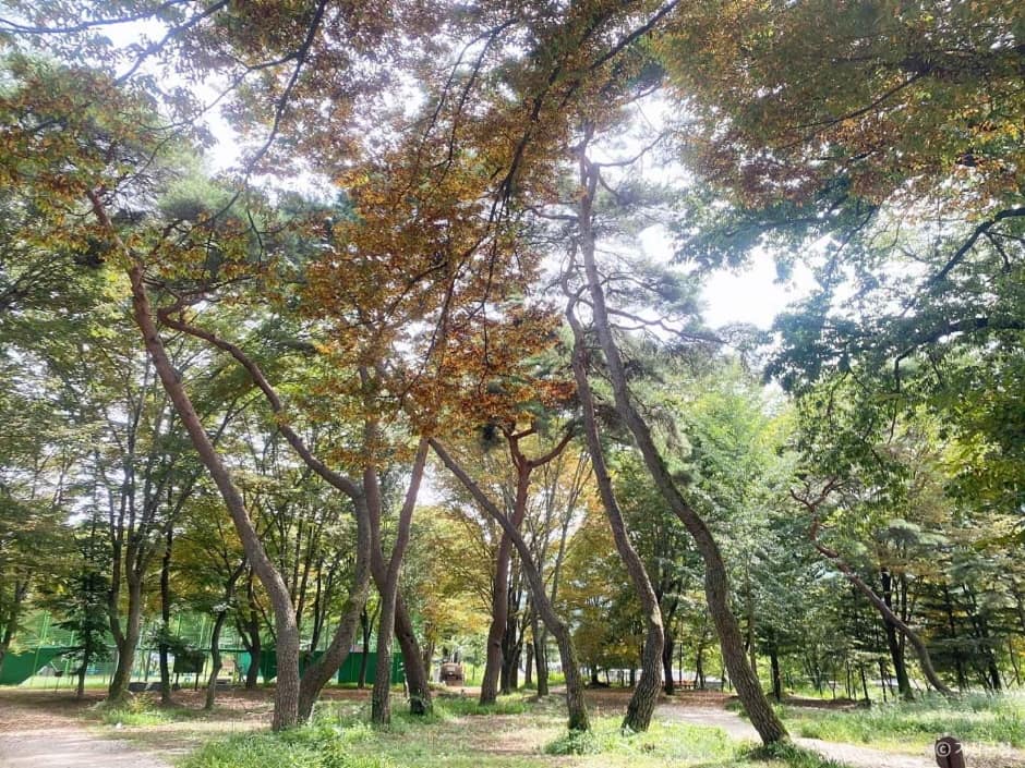 거창_갈계숲 (8)