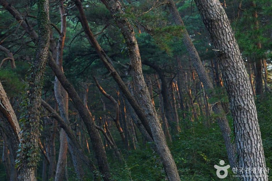 공주_마곡사 천연송림욕장 (1)