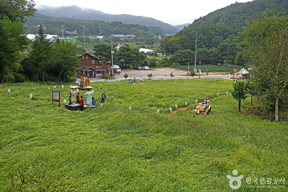 강원_평창_문화마을 둘레길 (6)